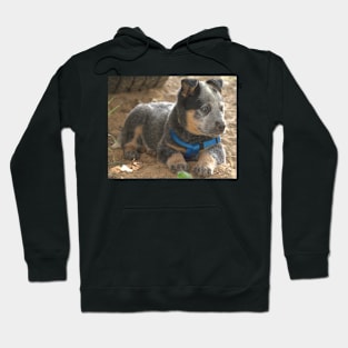 6517 puppy eye Hoodie